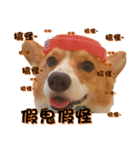 Corgi Laukey Chicken 2 - silly articles（個別スタンプ：13）