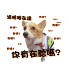 Corgi Laukey Chicken 2 - silly articles（個別スタンプ：14）