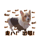 Corgi Laukey Chicken 2 - silly articles（個別スタンプ：15）