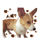 Corgi Laukey Chicken 2 - silly articles（個別スタンプ：16）