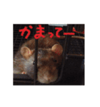 表情豊かなラットちゃん（個別スタンプ：2）