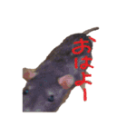 表情豊かなラットちゃん（個別スタンプ：5）