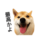 柴犬こてつ君*スタンプ第二弾*（個別スタンプ：15）