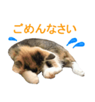 てんまるくんたち（個別スタンプ：13）