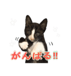 てんまるくんたち（個別スタンプ：15）