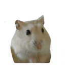 fat fat（個別スタンプ：3）