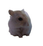 fat fat（個別スタンプ：6）