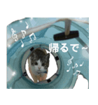 猫のJ君スタンプ（個別スタンプ：11）