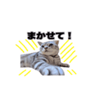 アメリカンショートヘア【ビビ】実写猫（個別スタンプ：3）
