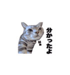 アメリカンショートヘア【ビビ】実写猫（個別スタンプ：4）