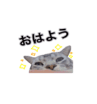 アメリカンショートヘア【ビビ】実写猫（個別スタンプ：8）