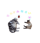 アメリカンショートヘア【ビビ】実写猫（個別スタンプ：11）