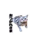 アメリカンショートヘア【ビビ】実写猫（個別スタンプ：13）