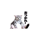 アメリカンショートヘア【ビビ】実写猫（個別スタンプ：14）