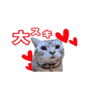 アメリカンショートヘア【ビビ】実写猫（個別スタンプ：15）
