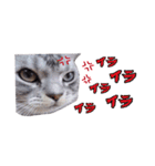 アメリカンショートヘア【ビビ】実写猫（個別スタンプ：16）