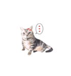 アメリカンショートヘア【ビビ】実写猫（個別スタンプ：17）