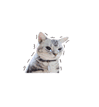 アメリカンショートヘア【ビビ】実写猫（個別スタンプ：18）