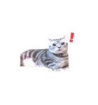 アメリカンショートヘア【ビビ】実写猫（個別スタンプ：23）
