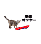 アメリカンショートヘア【ビビ】実写猫（個別スタンプ：26）