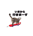 アメリカンショートヘア【ビビ】実写猫（個別スタンプ：27）