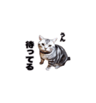 アメリカンショートヘア【ビビ】実写猫（個別スタンプ：30）