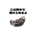 アメリカンショートヘア【ビビ】実写猫（個別スタンプ：36）