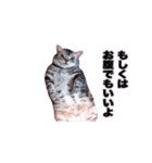 アメリカンショートヘア【ビビ】実写猫（個別スタンプ：37）