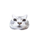 アメリカンショートヘア【ビビ】実写猫（個別スタンプ：40）
