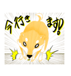 柴犬のリュウ（個別スタンプ：9）