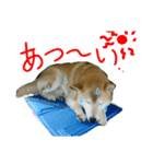 まぬけな柴犬どんさん（個別スタンプ：15）