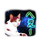 猫写真スタンプ8 ★猫宇宙（個別スタンプ：36）