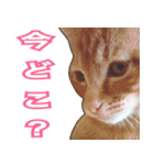 【デカ文字】表情豊かな猫ちゃん達。2（個別スタンプ：2）