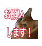 【デカ文字】表情豊かな猫ちゃん達。2（個別スタンプ：3）