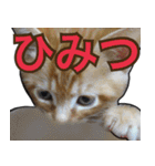 【デカ文字】表情豊かな猫ちゃん達。2（個別スタンプ：4）