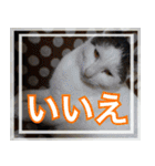 【デカ文字】表情豊かな猫ちゃん達。2（個別スタンプ：5）