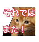 【デカ文字】表情豊かな猫ちゃん達。2（個別スタンプ：6）