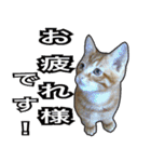 【デカ文字】表情豊かな猫ちゃん達。2（個別スタンプ：7）