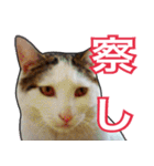 【デカ文字】表情豊かな猫ちゃん達。2（個別スタンプ：8）