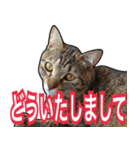 【デカ文字】表情豊かな猫ちゃん達。2（個別スタンプ：9）