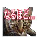 【デカ文字】表情豊かな猫ちゃん達。2（個別スタンプ：13）