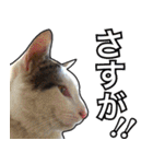 【デカ文字】表情豊かな猫ちゃん達。2（個別スタンプ：15）