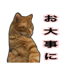 【デカ文字】表情豊かな猫ちゃん達。2（個別スタンプ：17）