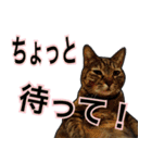 【デカ文字】表情豊かな猫ちゃん達。2（個別スタンプ：18）