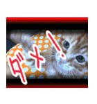 【デカ文字】表情豊かな猫ちゃん達。2（個別スタンプ：19）