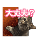 【デカ文字】表情豊かな猫ちゃん達。2（個別スタンプ：21）