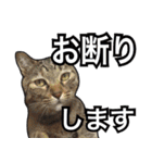 【デカ文字】表情豊かな猫ちゃん達。2（個別スタンプ：22）