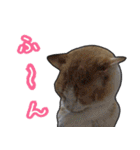 【デカ文字】表情豊かな猫ちゃん達。2（個別スタンプ：23）