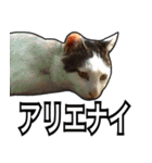 【デカ文字】表情豊かな猫ちゃん達。2（個別スタンプ：24）