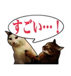 【デカ文字】表情豊かな猫ちゃん達。2（個別スタンプ：25）